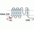 KCNN1/KCa2.1 Blocking Peptide