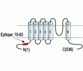 KCNN1/KCa2.1 Blocking Peptide