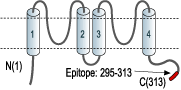 Anti-KCNK6 (TWIK-2) Antibody