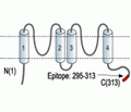 KCNK6/TWIK-2 Blocking Peptide