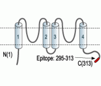 KCNK6/TWIK-2 Blocking Peptide