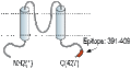 Anti-Kir2.2 (KCNJ12) Antibody