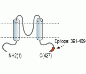 Kir2.2/KCNJ12 Blocking Peptide