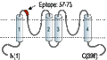 Anti-KCNK9 (TASK-3) (extracellular) Antibody