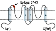 Anti-KCNK9 (TASK-3) (extracellular) Antibody