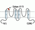 KCNK9/TASK-3 (extracellular) Blocking Peptide