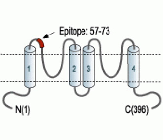 KCNK9/TASK-3 (extracellular) Blocking Peptide