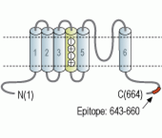 CNGA2 Blocking Peptide