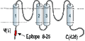 Anti-KCNK2 (TREK-1) Antibody