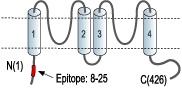 Anti-KCNK2 (TREK-1) Antibody