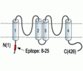 KCNK2/TREK-1 Blocking Peptide