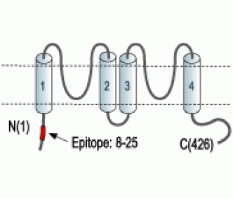 KCNK2/TREK-1 Blocking Peptide
