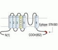 KCNQ2 Blocking Peptide