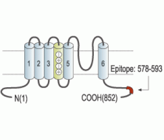 KCNQ2 Blocking Peptide