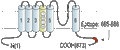 Anti-KCNQ3 Antibody