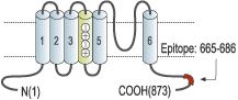 Anti-KCNQ3 Antibody