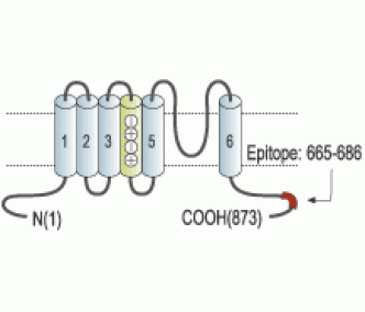 KCNQ3 Blocking Peptide