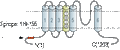 Anti-HCN4 Antibody