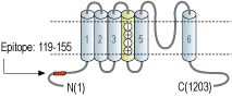 Anti-HCN4 Antibody