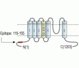 HCN4 Blocking Peptide
