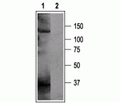 KCNH5/EAG-2 Blocking Peptide