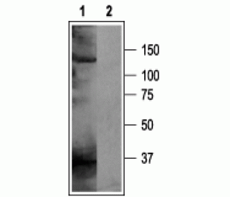 KCNH5/EAG-2 Blocking Peptide