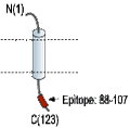 Anti-KCNE2 (MiRP1) Antibody