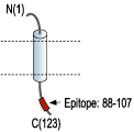 Anti-KCNE2 (MiRP1) Antibody