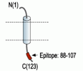 KCNE2/MiRP1 Blocking Peptide