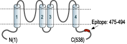 Anti-KCNK10 (TREK-2) Antibody