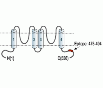 KCNK10/TREK-2 Blocking Peptide