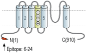 Guinea pig Anti-HCN1 Antibody