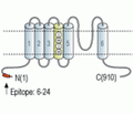 HCN1 Blocking Peptide