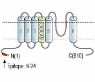 HCN1 Blocking Peptide