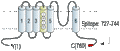 Anti-HCN3 Antibody