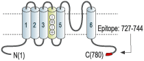 Anti-HCN3 Antibody