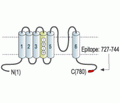 HCN3 Blocking Peptide