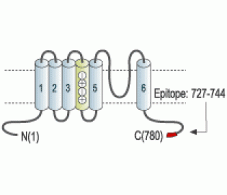HCN3 Blocking Peptide