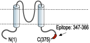 Anti-KCNJ15 (Kir4.2) Antibody