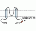 KCNJ15/Kir4.2 Blocking Peptide