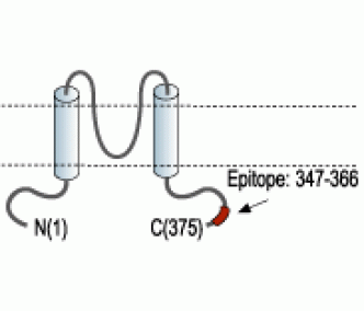 KCNJ15/Kir4.2 Blocking Peptide