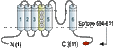 Anti-CNGA3 Antibody