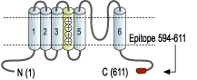 Anti-CNGA3 Antibody