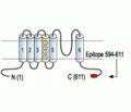 CNGA3 Blocking Peptide