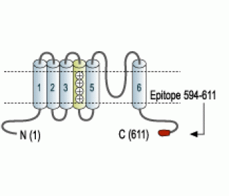 CNGA3 Blocking Peptide