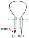 Anti-sloβ4 (KCNMB4) Antibody