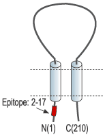 Anti-sloβ4 (KCNMB4) Antibody