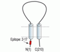 sloβ4/KCNMB4 Blocking Peptide