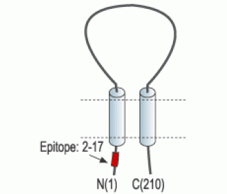 sloβ4/KCNMB4 Blocking Peptide