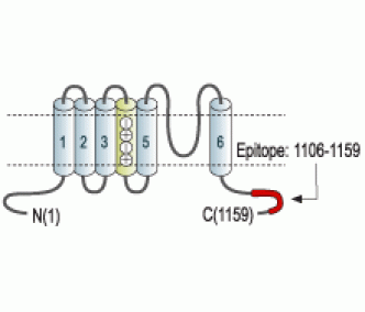 KCNH2/HERG Blocking Peptide